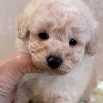 トイプードル(タイニー)【宮崎県・男の子・2024年12月3日・クリーム】の写真「毛量豊富な　モコモコ僕ちゃん」