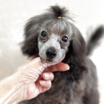 ティーカッププードル【宮崎県・女の子・2025年5月26日・シルバーグレー】の写真「小さな　キュートな　元気な女の子」