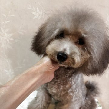 トイプードル(ティーカップ)【宮崎県・男の子・2025年4月6日・シルバーグレー】の写真「人懐こく　明るい　男の子」