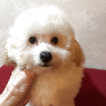 タイニープードル【宮崎県・女の子・2025年7月1日・クリーム】の写真「目が合うと　一目散に駆けてくる可愛い子」