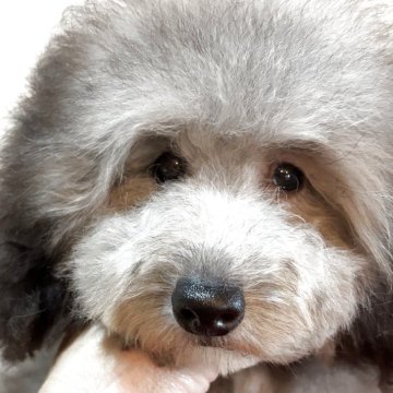 トイプードル(ティーカップ)【宮崎県・女の子・2025年6月26日・シルバー】の写真「1人遊びも　上手な　温和で明るい性格の女の子」