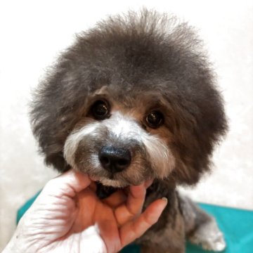 トイプードル(トイ)【宮崎県・男の子・2025年4月6日・シルバーグレー】の写真「胸と足先の　ホワイトカラーの　男の子」