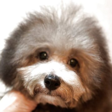 ティーカッププードル【宮崎県・男の子・2025年4月6日・シルバーグレー】の写真「人懐こく　明るい　男の子」