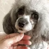 ティーカッププードル