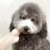 トイプードル(トイ)