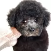 ティーカッププードル【宮崎県・男の子・2025年9月9日・シルバーグレー】の写真1