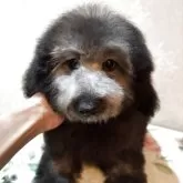 タイニープードル