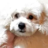 タイニープードル