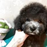 タイニープードル