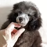 タイニープードル
