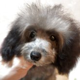 トイプードル(ティーカップ)