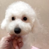 トイプードル(タイニー)