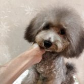 トイプードル(ティーカップ)