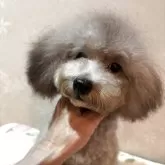 ティーカッププードル