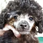 ティーカッププードル