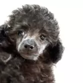 ティーカッププードル【宮崎県・女の子・2025年9月9日・シルバーグレー】の写真2