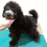 タイニープードル【宮崎県・男の子・2025年8月26日・シルバーグレー】の写真3