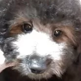 タイニープードル【宮崎県・男の子・2025年8月26日・シルバーグレー】の写真4