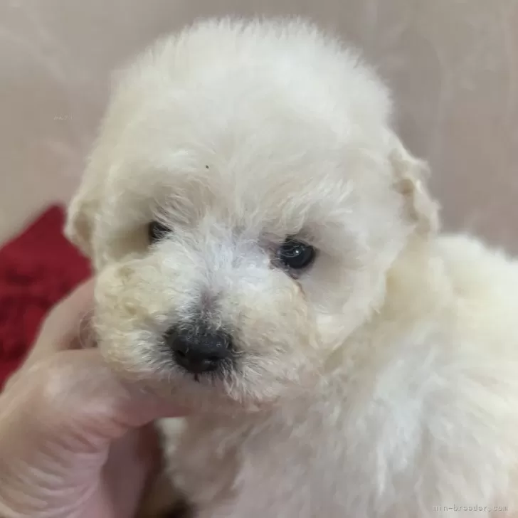 ID:2411-00308の子犬