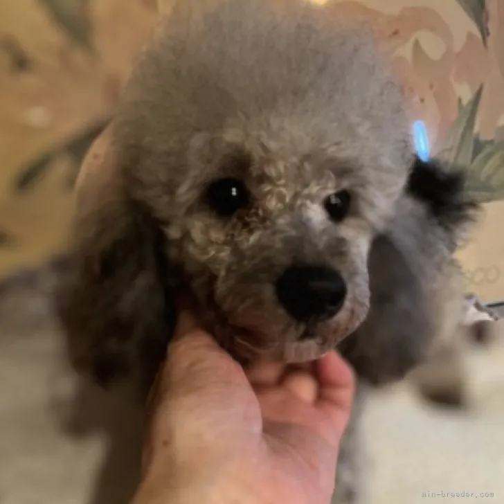 ID:2306-04387の子犬