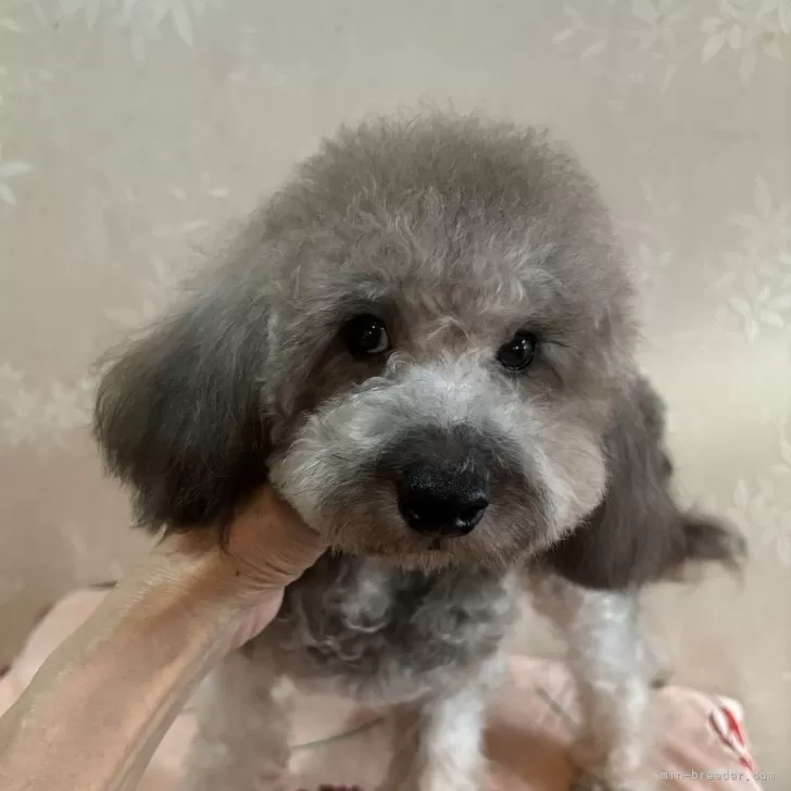 ID:2405-04615の子犬