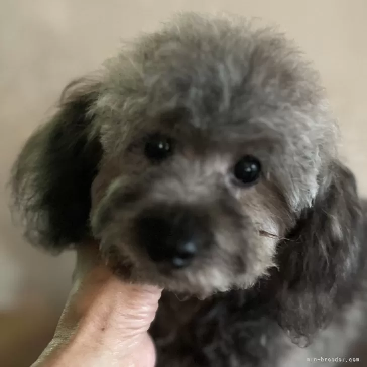ID:2404-03578の子犬