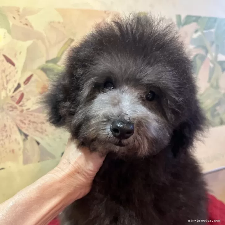 ID：2311-03849の子犬