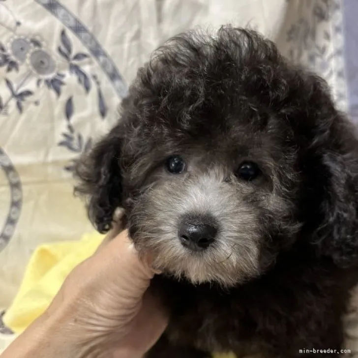 ID:2307-05753の子犬