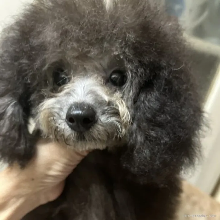 ID:2310-01862の子犬