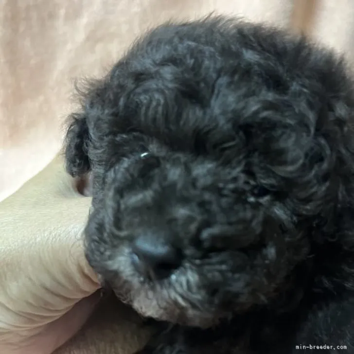 ID:2305-00064の子犬