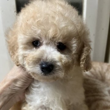 トイプードル(タイニー)【宮崎県・男の子・2023年6月24日・クリーム】の写真「プニプニ　してるのが　とっても可愛い😍」