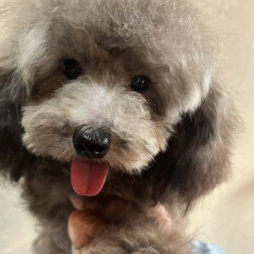 トイプードル(タイニー)【宮崎県・男の子・2023年9月19日・シルバー】の写真「小さめで　可愛い男の子です。」
