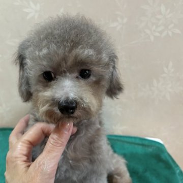 トイプードル(タイニー)【宮崎県・女の子・2024年1月2日・シルバーグレー】の写真「もの静か？イエ　陽気な女の子です。」
