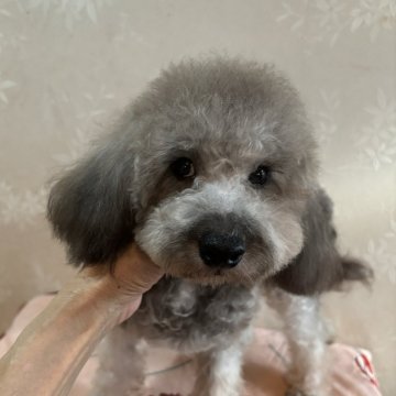 トイプードル(タイニー)【宮崎県・男の子・2023年9月19日・シルバー】の写真「お前を呼ぶと　ニコニコ顔」