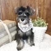 ミニチュアシュナウザー【茨城県・女の子・2025年8月5日・ソルトペッパー】の写真4