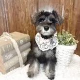 ミニチュアシュナウザー【茨城県・女の子・2025年8月5日・ソルトペッパー】の写真5