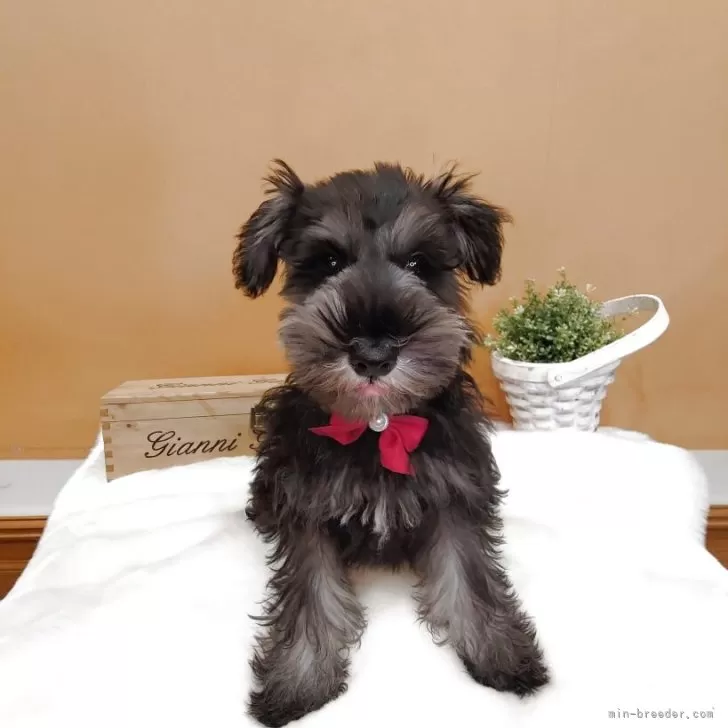 ID：2502-01726の子犬