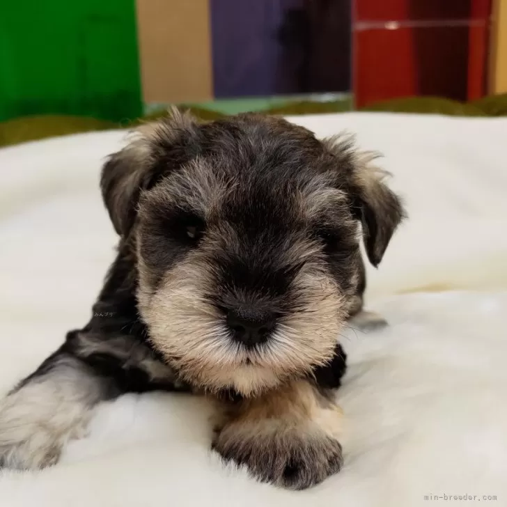 ID：2501-01316の子犬