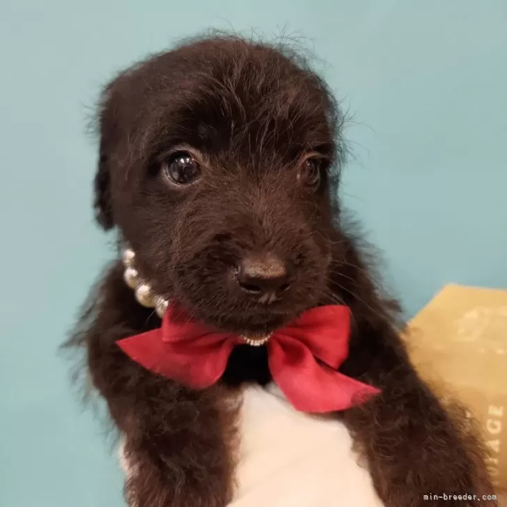 ID：2412-01447の子犬