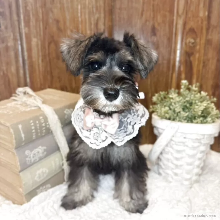 ミニチュアシュナウザー【茨城県・女の子・2025年8月5日・ソルトペッパー】の写真1