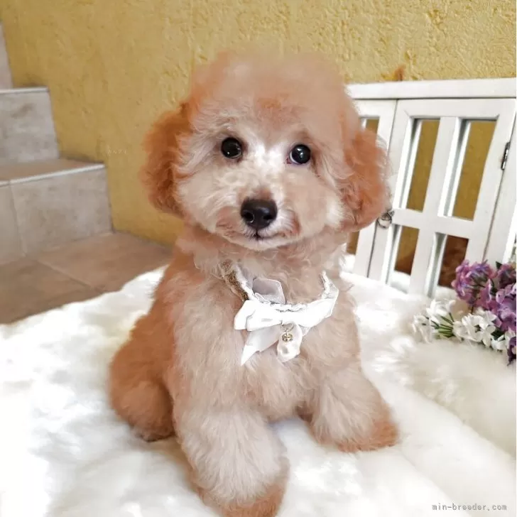 トイプードル(トイ)【茨城県・男の子・2025年7月6日・レッド】の写真1