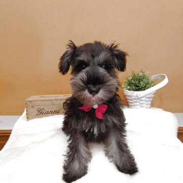 ミニチュアシュナウザー【茨城県・男の子・2024年12月9日・ソルトペッパー】の写真「穏やかな男の子の紹介です。」