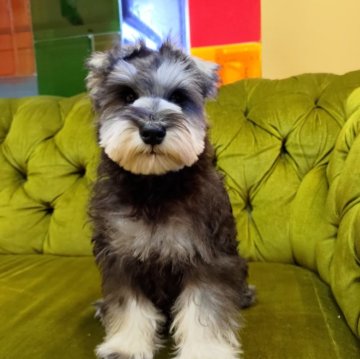 ミニチュアシュナウザー【茨城県・男の子・2024年8月25日・ソルトペッパー】の写真「超優良血統！特別価格」