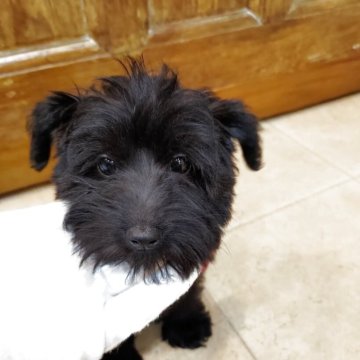 シュナプー(ミニチュアシュナウザー×トイプードル)【茨城県・女の子・2025年2月20日・ブラックウィートン】の写真「元気なウィートン女子」