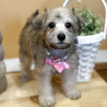 シュナプー(ミニチュアシュナウザー×トイプードル)【茨城県・女の子・2025年5月14日・クリームウィートン】の写真「クリームウィートンカラーのかわいい女の子です。」