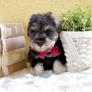 ミニチュアシュナウザー【茨城県・男の子・2025年7月2日・ソルトペッパー】の写真「犬質のレベルの高い。やさいし優良血統の男の子。」