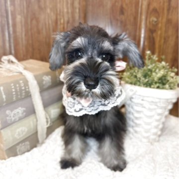 ミニチュアシュナウザー【茨城県・女の子・2025年8月5日・ソルトペッパー】の写真「穏やかな🌟小顔さん🌿」