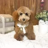 タイニープードル