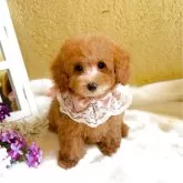 タイニープードル