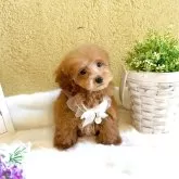 タイニープードル